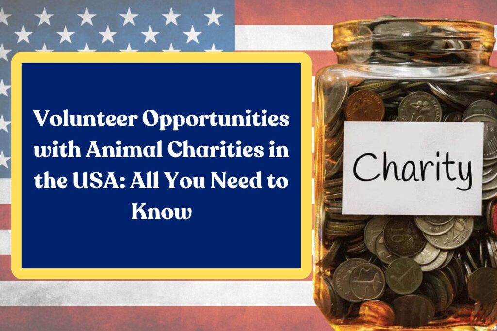 Volunteer Opportunities with Animal Charities in the USA: All You Need to Know